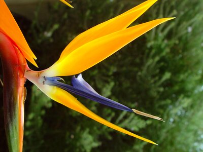 Ants bird bloom