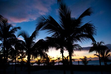 Palm trees vacation dusk photo