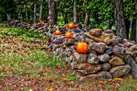 Trees pumpkins fall