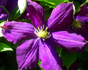 Purple petals bloom