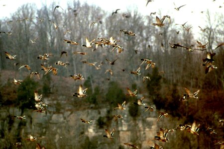 Flight flock 