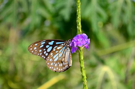 Animal arthropod beautiful image photo