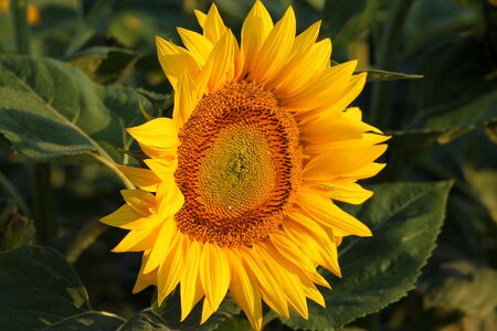 Yellow plant helianthus annuus