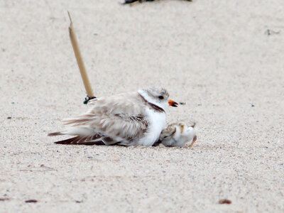 Piping plover with chick photo
