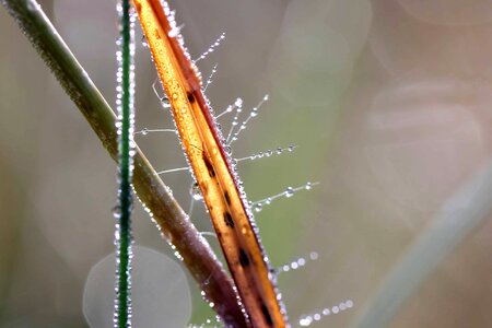 Droplet macro plant