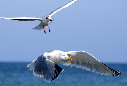Two seagulls in flight photo