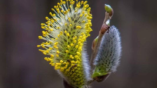 Beautiful Flowers biology blooming