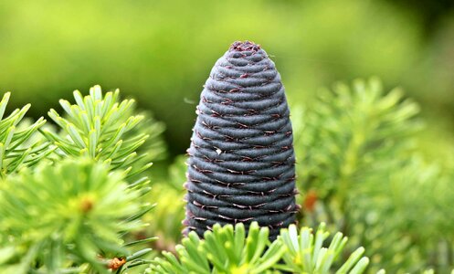 Beautiful Photo branch conifer