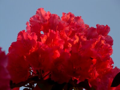 Bloom colorful bright