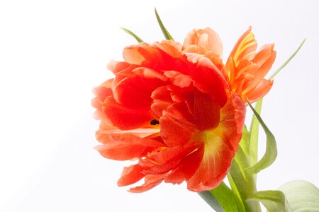 Nature flower schnittblume