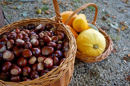 Horse chestnut basket nature photo