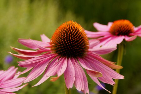 Bloom flower pink photo