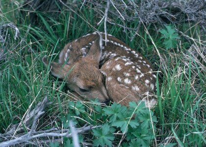 Young grass white tailed