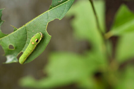 Spicebush swallowtail larvae-1