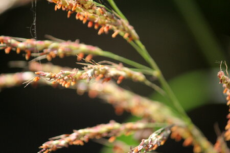 Branch Flowering Plant photo