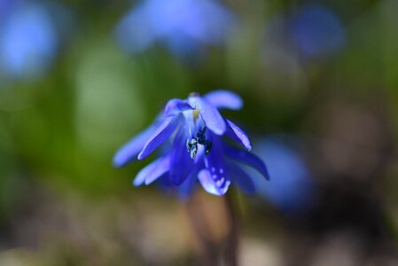 Bloom blue blue flower photo