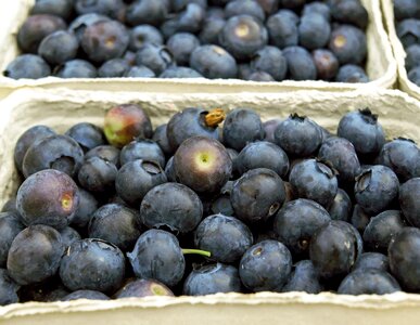 Berry blackberry diet