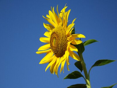 Flora plant vibrant