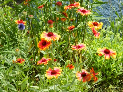 Summer flowers color