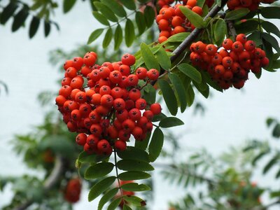 Clusters of rowan autumn september photo