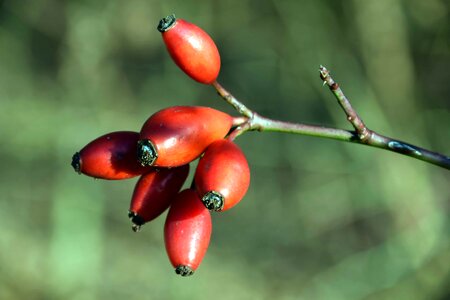Autumn autumn season branch