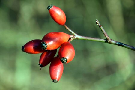 Autumn autumn season branch photo