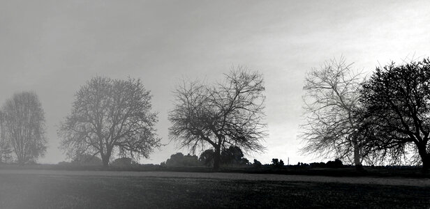 Black and white trees in the fog photo