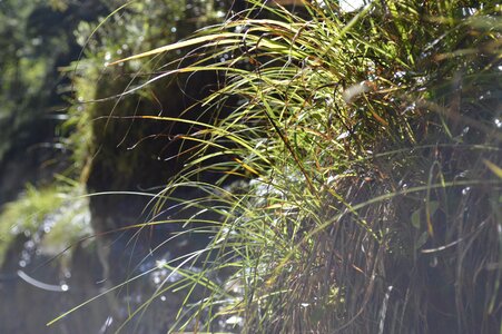Gorge cliff grasses
