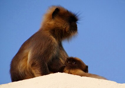 Baby langur hanuman langur photo