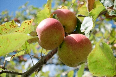 Autumn ripe harvest