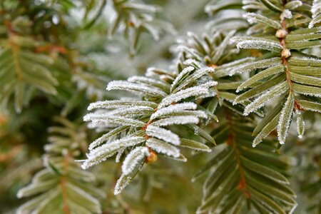 Branches conifer freeze photo