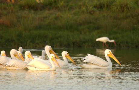 White Pelicans at Merritt Island National Widllife Refuge photo