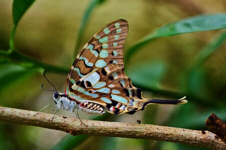 Animal arthropod beautiful photo