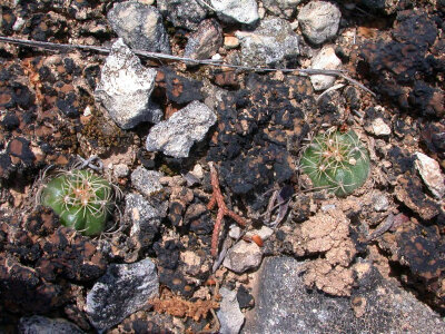 Endangered Tobusch fishhook cactus-1 photo