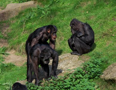 Animals zoo ape