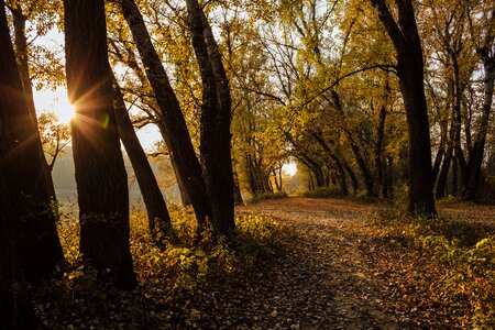 Sunshine autumn season forest path