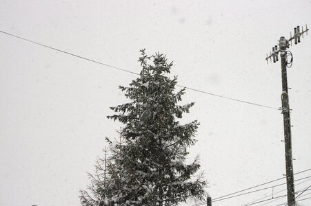 3 Snow and tree photo