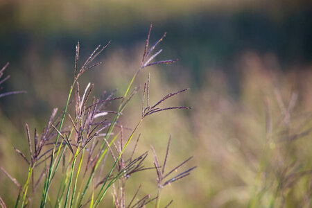 Big Bluestem Grass-2