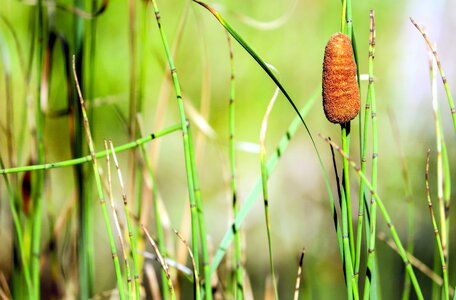 Brown flora foliage photo