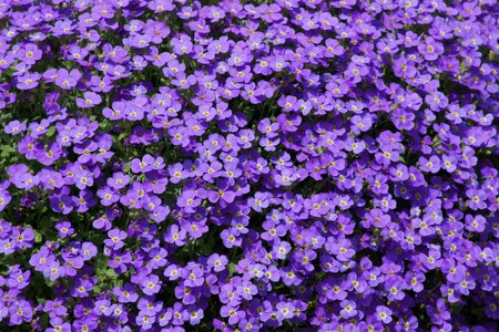 Purple flowers small flower photo