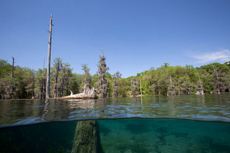 Bald cypress scenics in spring fed lake-1