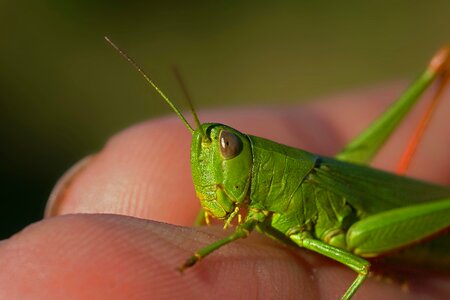 Animal arthropod beautiful photo