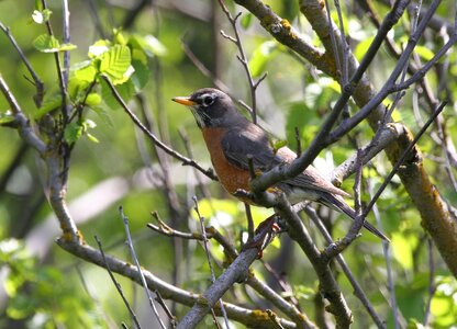 American bird robin photo