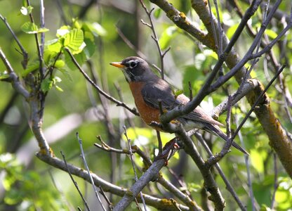 American bird robin