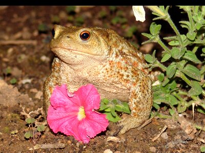 Amphibian animal frog pond