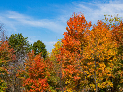 Trees With Colorful Fall Leaves photo