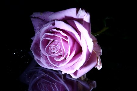 Flower pink flowers