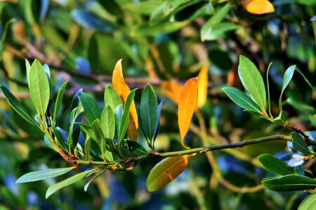 Yellow early ingredient
