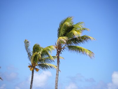 Palm trees beach mauritius photo