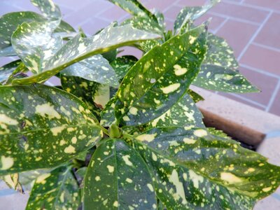 Green Leaves greenish yellow shrub photo